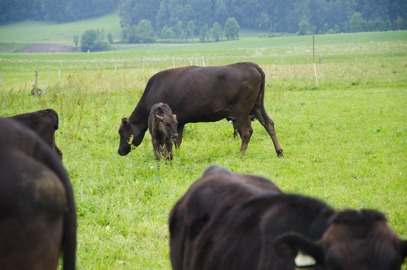 Biobauernhof Leitner Salzburg Land