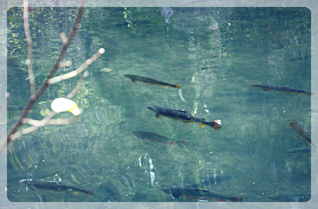 Bio-Fischzucht Krieg Salzburg